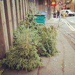 8 tips for buying a Christmas tree