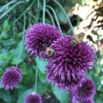 Top 6 Best Bee Magnet Flowers of 2015