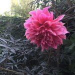 Dahlia experiment: cultivars put to the test!