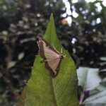 Box tree caterpillar plague in Clapham, London