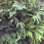 Fernatic: 50 fern species, 1 living wall!