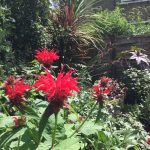 How to grow Monarda didyma