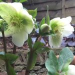 March 2016: Allotment woe to propagation pro