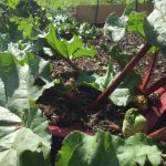 My Allotment: Month 5