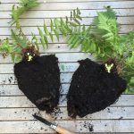 Dividing a fern (Dryopteris filix-mas)