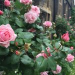 Organic gardening pros recommend chemical free roses