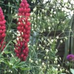 Who died and made Lupins a ‘cottage garden’ plant?