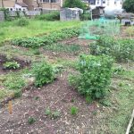 Allotment Month 7: Potatoes growing, problems sowing
