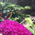 4 Fundamentals of attracting wildlife in urban gardens