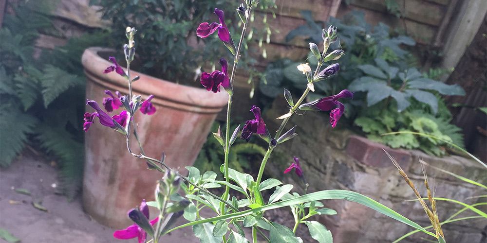 Salvia x jamensis 'Nachtvlinder' in our garden, one of a number of different shrubby salvias I grow.