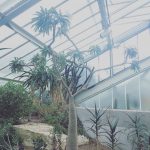 8 Glasshouses to visit in London and why
