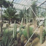 Cacti in the Princess of Wales Conservatory, Kew