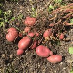 The best potatoes to grow