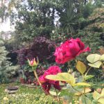 Autumn colour in Diana Ross’ garden