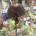 December: Hellebores, cat grass, sweet peas, ferns and shooting alliums