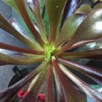 How to make an Aeonium arboreum branch (part one)