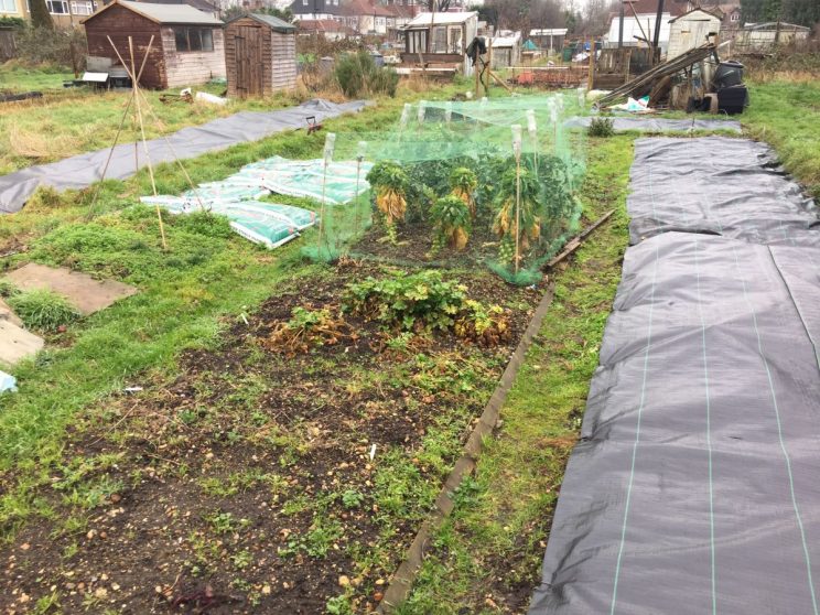 Allotment: weed suppressant membrane – beating weeds organically | Jack