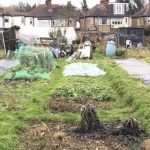 Allotment: weed suppressant membrane – beating weeds organically