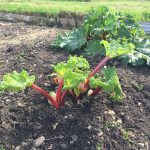 Allotment Month 16: surprise, surprise