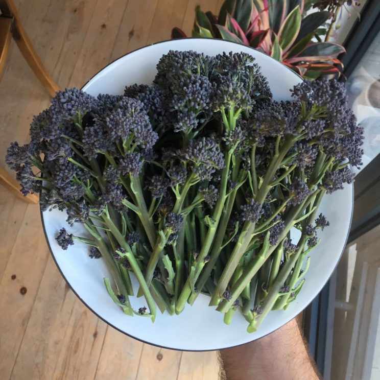 How to grow organic purple sprouting broccoli and cook it Jack