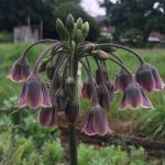 Allotment Month 18: a visitor, weedageddon, cutflowers, vegetables and perennial produce