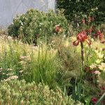 23 things at the RHS Chelsea Flower Show 2017