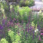 15 sensational plant combinations you can try at home from the RHS Chelsea Flower Show 2017