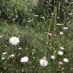 Photo gallery: Malibu’s unexpectedly exquisite wild flowers