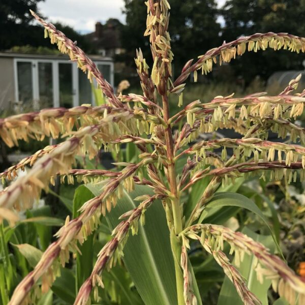 Have you ever seen popcorn flowers? Jack Wallington Nature & Gardens