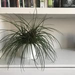 My 6 easy care comfort house plants you thought were boring but are in fact fabulous!
