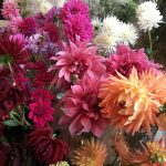 NGS September Open Day – #DahliaFest