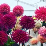 National Dahlia Society Annual Show 2017 at RHS Wisley