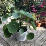 Dividing a Pilea peperomioides