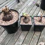 Propagating Hippeastrum from offset bulbs