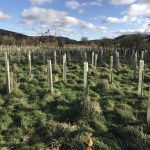 Reforesting Yorkshire