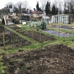 January gardening ideas: mid-winter