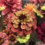 Add some zing this summer with the unnatural flowers of Zinnias