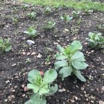 Allotment Month 26: sprucing and rearranging