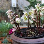 Pot’s growing on in February: Hellebores, Snowdrops and vigorous perennials forcing changes