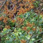 12 plants that add COLOUR-POW to your garden in winter