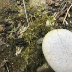 Mossy Rock (part two)