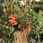 Collecting seeds from Leonotis nepetifolia
