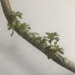 How to make an Aeonium arboreum branch (Part Two)