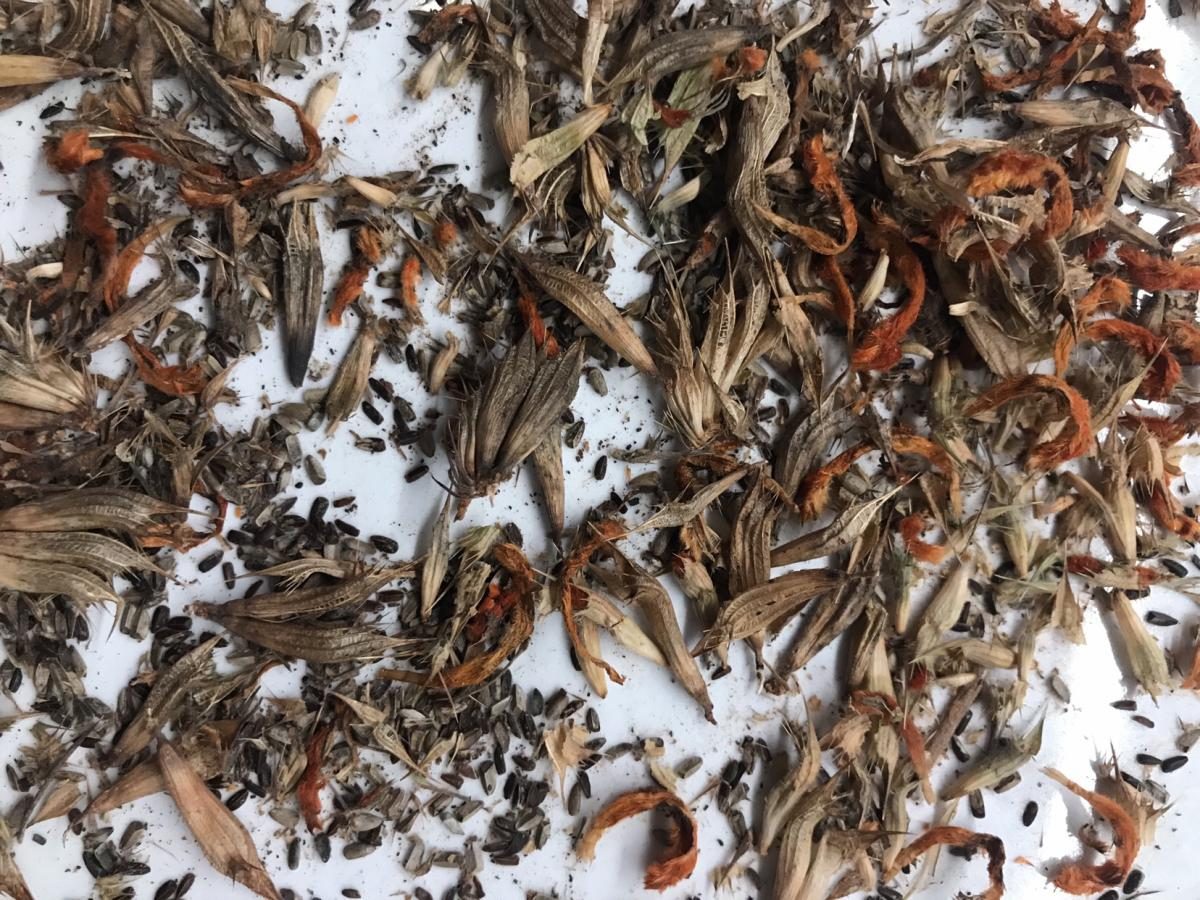 Collecting seeds from Leonotis nepetifolia | Jack Wallington | Nature ...