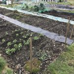 My allotment plan for 2019