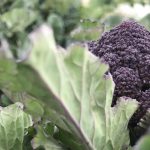 Allotment Month 28: harvesting parsnips, beating weeds, sowing seeds and signs of spring (at last!)