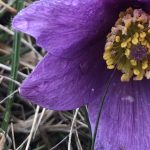 Pulsatilla vulgaris