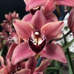 Behind-the-scenes of McBean’s Orchids, Sussex