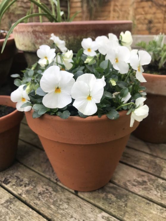 Pot’s Growing On white flowers, propagation and sempervivum Jack