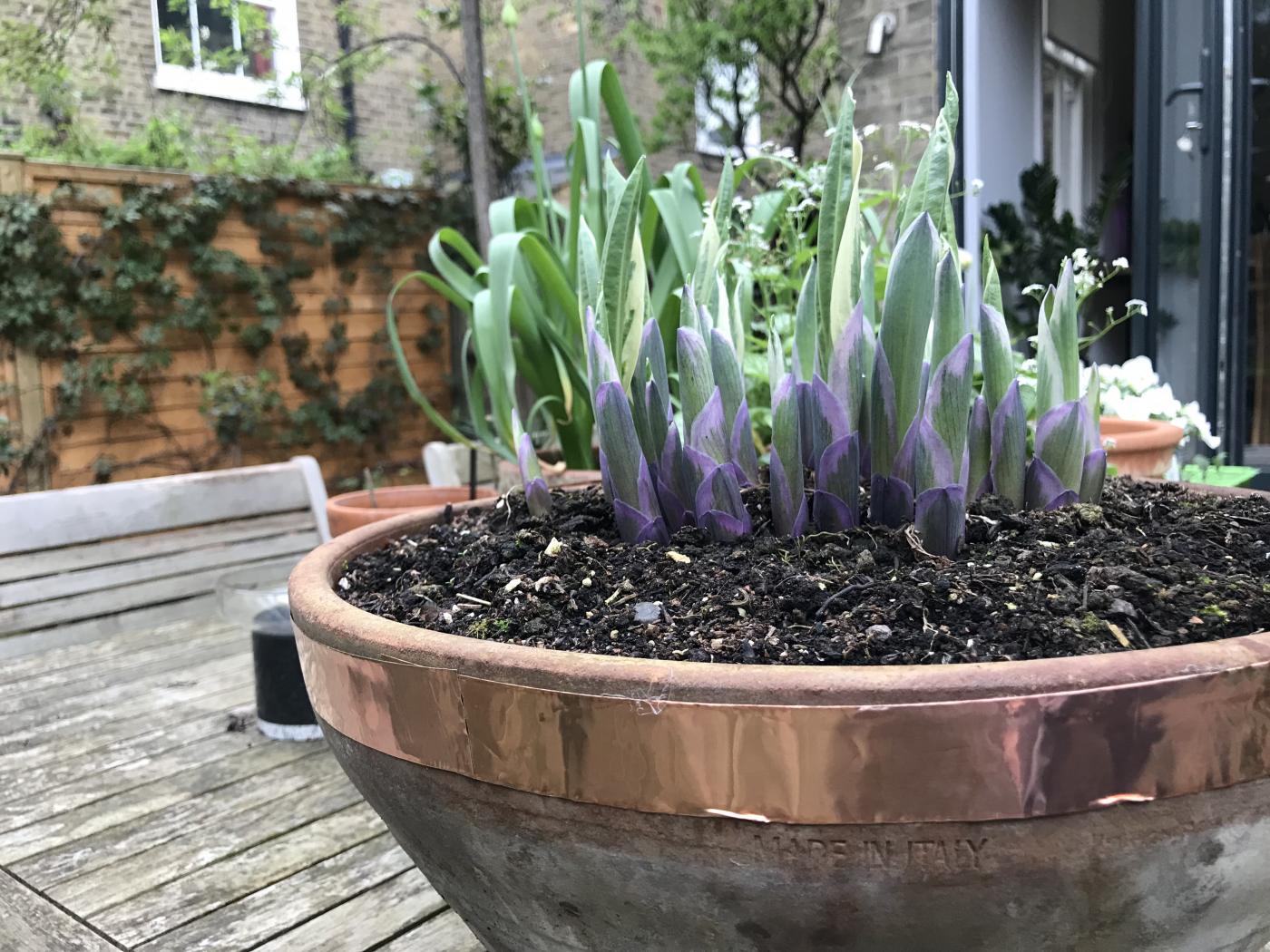 Copper tape it works Jack Wallington Nature & Gardens